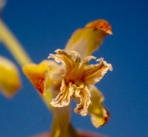 Caulanthus californicus