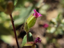 Diplacus rattanii