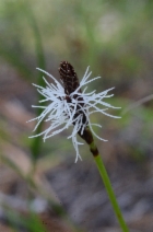 Carex concinnoides
