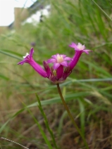 Dichelostemma Xvenustum