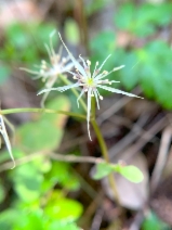 Coptis laciniata