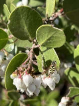Arctostaphylos manzanita ssp. laevigata