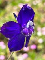Delphinium variegatum