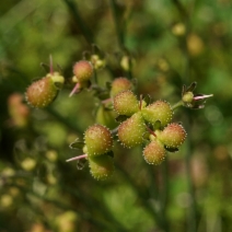 Adelinia grandis