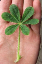 Lupinus hirsutissimus