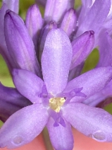 Dichelostemma congestum