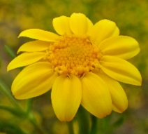 Lasthenia glabrata ssp. coulteri