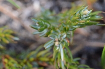 Juniperus communis var. jackii