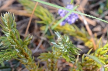 Juniperus communis var. jackii