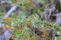Juniperus communis var. jackii