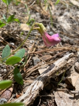 Lathyrus nevadensis var. nevadensis