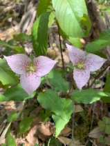 Pseudotrillium rivale