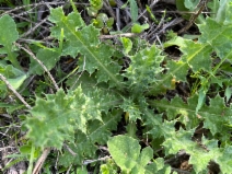 Carduus pycnocephalus