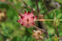 Trifolium fucatum