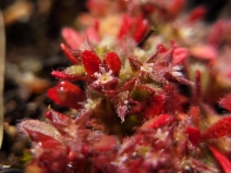 Chorizanthe polygonoides var. polygonoides