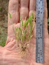 Koeleria gerardii