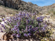 Salvia dorrii var. pilosa
