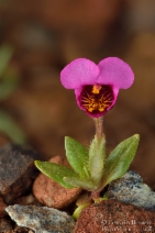 Mimulus douglasii