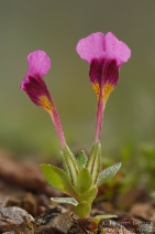Mimulus douglasii