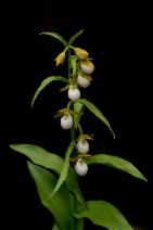 Cypripedium californicum