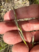 Bromus trinii