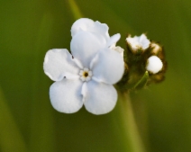 Plagiobothrys tenellus