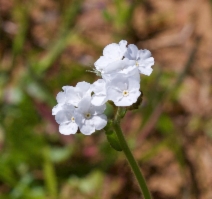 Plagiobothrys tenellus