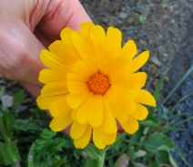 Calendula officinalis