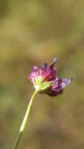 Trifolium depauperatum var. amplectens