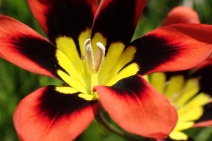 Sparaxis tricolor