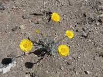 Baileya multiradiata