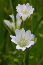 Limnanthes douglasii ssp. nivea