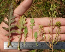 Rorippa palustris ssp. palustris