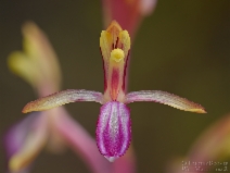 Corallorhiza mertensiana