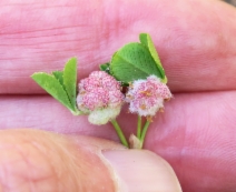 Trifolium tomentosum