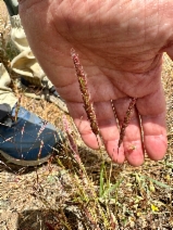 Agrostis microphylla