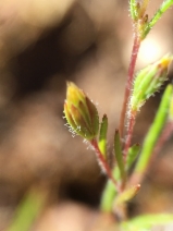 Pentachaeta alsinoides