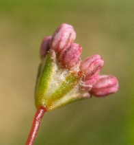 Eriogonum argillosum