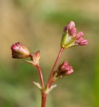 Eriogonum argillosum