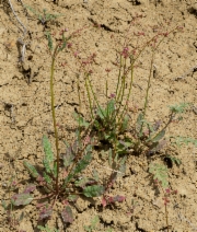 Eriogonum argillosum