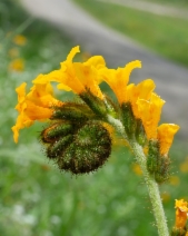 Amsinckia douglasiana
