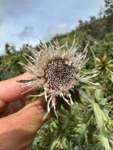 Cirsium fontinale var. campylon