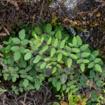 Pellaea andromedifolia