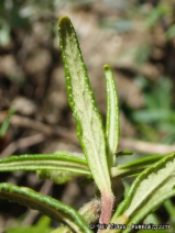 Diplacus longiflorus