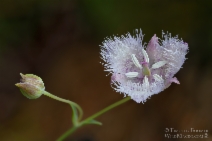 Calochortus coeruleus