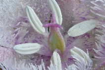 Calochortus coeruleus