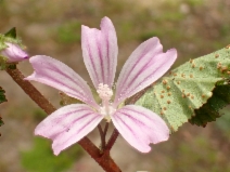 Malva nicaeensis