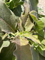 Asclepias nyctaginifolia