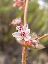 Mucronea californica