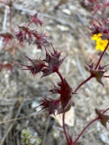 Mucronea californica